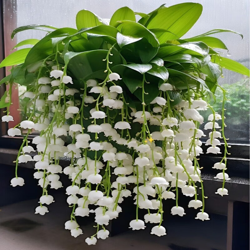 High-quality suzuran choice suzuran seedling cultivation methods