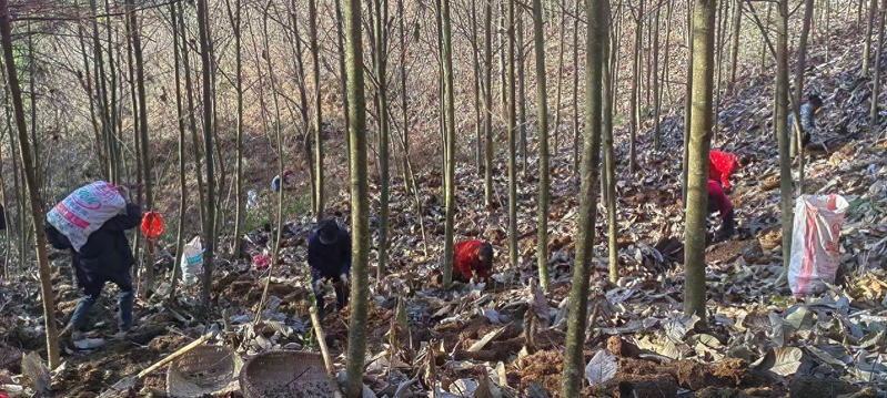 Chongqing forest imitation of wild omegranate