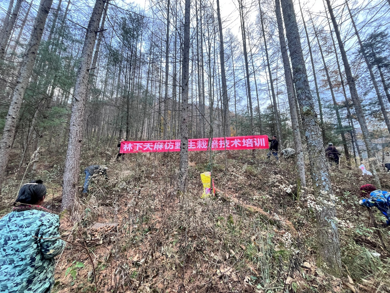 Artificial planting techniques chongqing lin imitates wild sterilisation