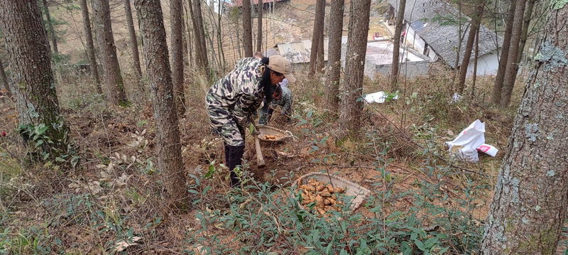 Chongqing forest imitation of wild omegranate