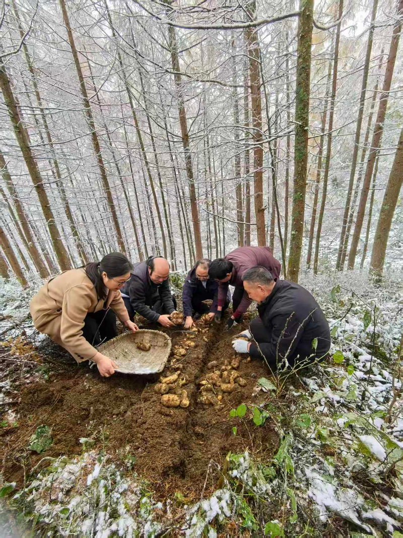 Test of tests of scientizing in worth mountain terrorism chongqing lin imitates wild sterilisation