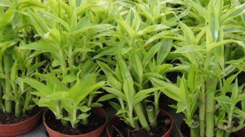 How do you plant rich bamboo