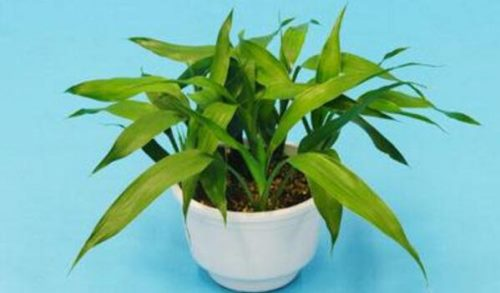 How do you plant rich bamboo