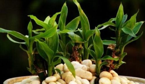 How do you plant rich bamboo