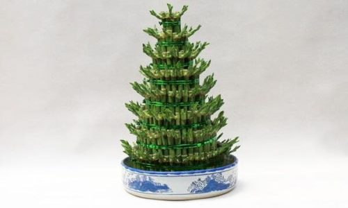 How do you plant rich bamboo