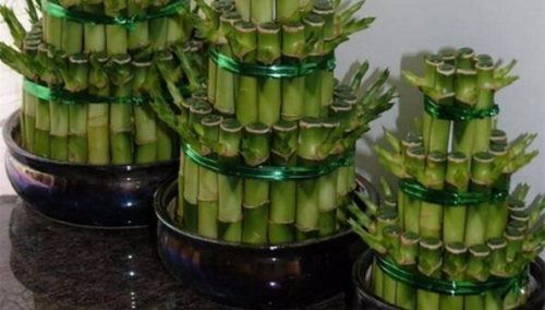 How do you plant rich bamboo