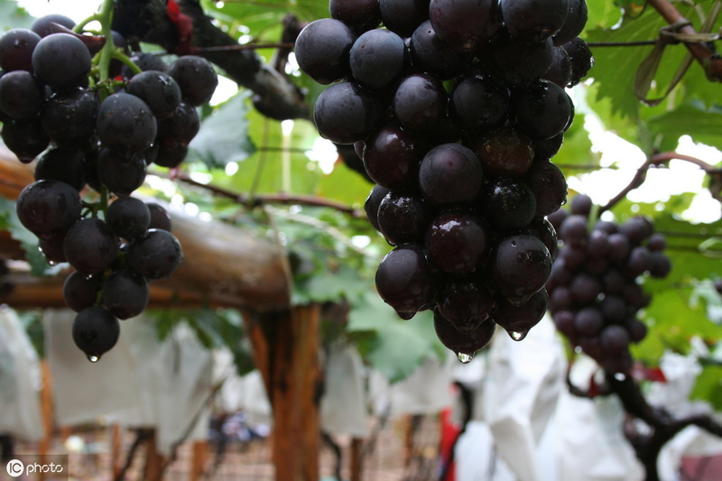 Large-capper grape cultivation technology - large-cap grape expansion treatment option - large-cap grape expansion processing time method