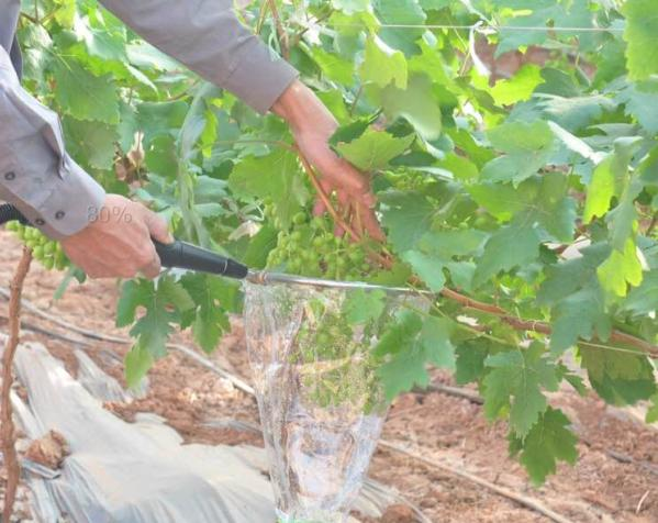 Large-capper grape cultivation technology - large-cap grape expansion treatment option - large-cap grape expansion processing time method