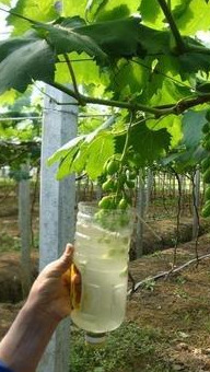 The great peaks grape erosion processor option