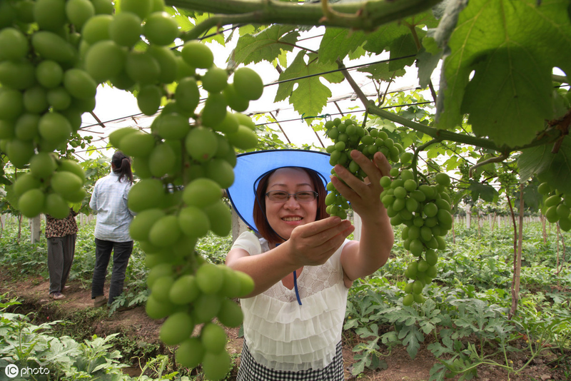 Large-capper grape cultivation technology - large-cap grape expansion treatment option - large-cap grape expansion processing time method