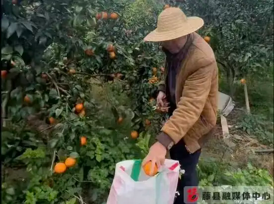 New qing town and minming village worming