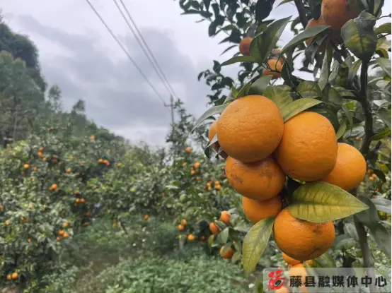 Roast orange cultivation technology   vegetable specialty agricultural industry development   i've grown it in the village of minming