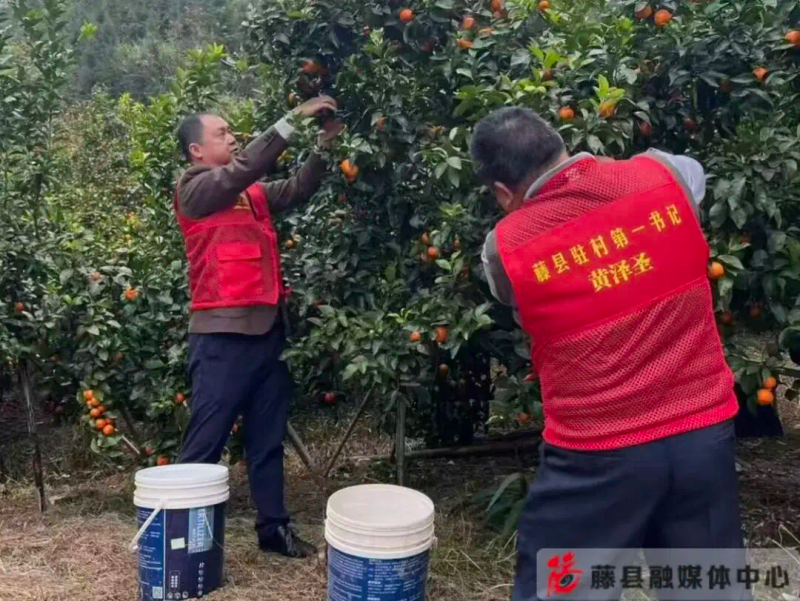 New qing town and min-ming village &mdash; technology for sugar and orange cultivation &mdash; special farming industry development in fuji county