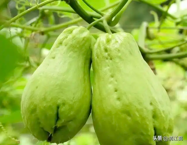 A video of the technology used to sow seedlings from the buddha's handmeasure