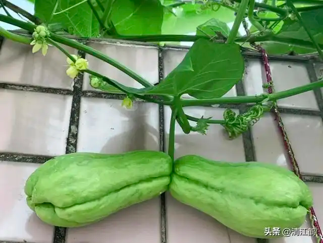 A video of the method of cultivation of buddha's handmeasure. It's a technique for planting seedlings