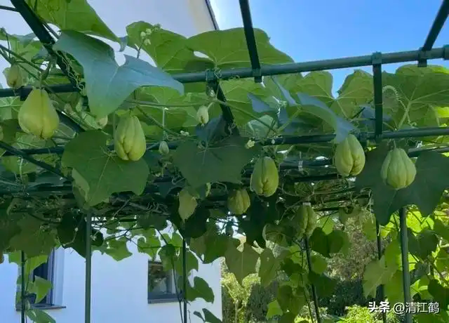 A video of the technology used by the buddha to sow seedlings. The method of cultivation of buddha's handmeat