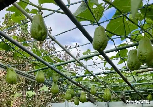 The method of planting the buddha's handmeasure. A video of the buddha's handmeat planting techniques