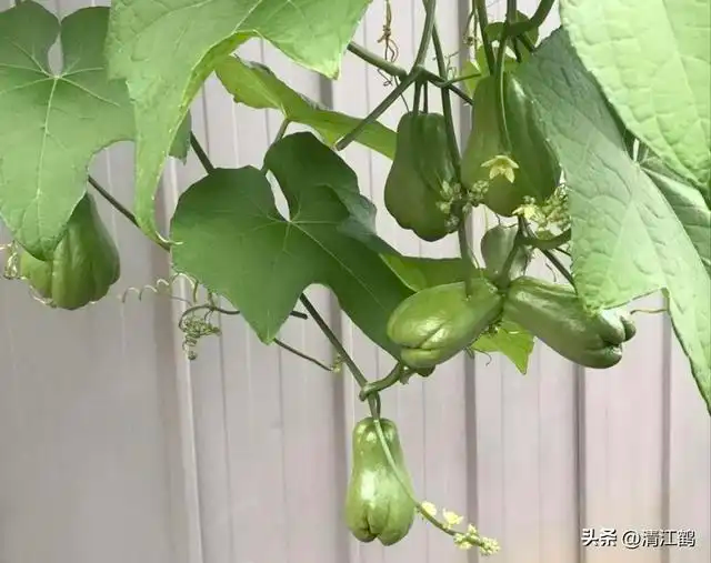 The method of planting the buddha's handmeasure. A video of the buddha's handmeat planting techniques