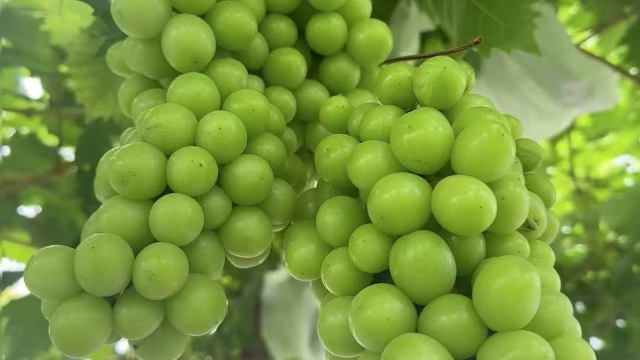 High value grapes technical guidance, grapes