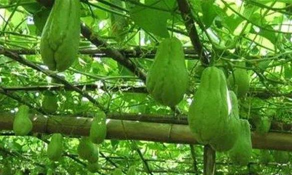 A video of buddha's handmeas production technology