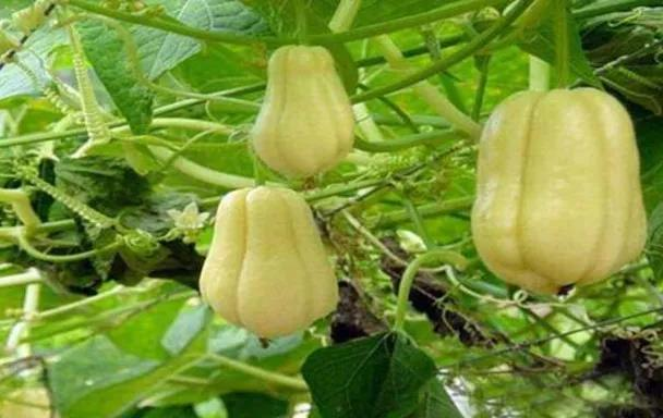A video of buddha's handmeat cultivation