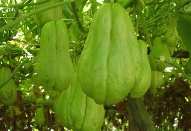 A video of the buddha's handmeasure