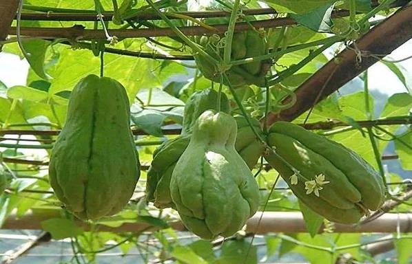 A video of buddha's handmeat cultivation. It works