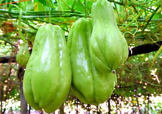 A video of the buddha's handmeasure