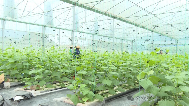 Pingyang's smart sheds grow cucumbers. Guangxi binyang high efficiency and smart agriculture demonstration base