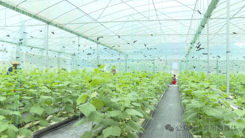 What kind of fruit can be planted in the shed? Guangxi binyang high efficiency and smart agriculture demonstration base