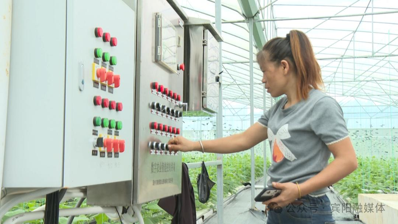 Pingyang smart house stereo planting cucumbers