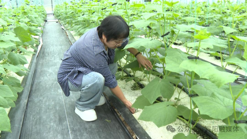 What kind of fruit can be planted in the shed? Guangxi binyang high efficiency and smart agriculture demonstration base