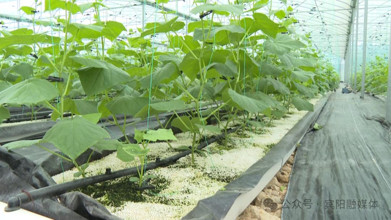 Pingyang smart house stereo planting cucumbers