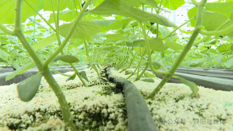 The guangxi pingyang model agricultural demonstration base for efficient and intelligent agriculture