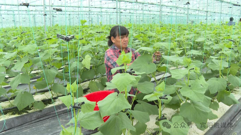 Guangxi pingyang high efficiency and smart agriculture demonstration base   what fruit can be grown in the shed   ping yang smart house stereo cultivating quino