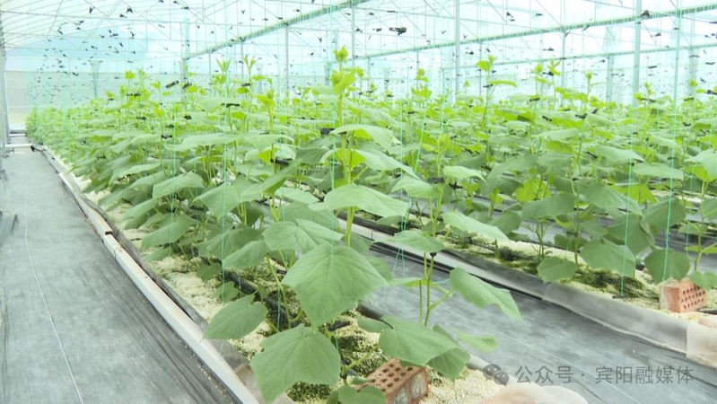 The guangxi pingyang model agricultural demonstration base for efficient and intelligent agriculture
