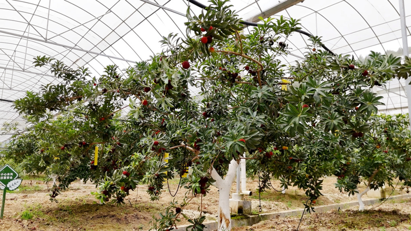 What kind of fruit can you grow in the shed