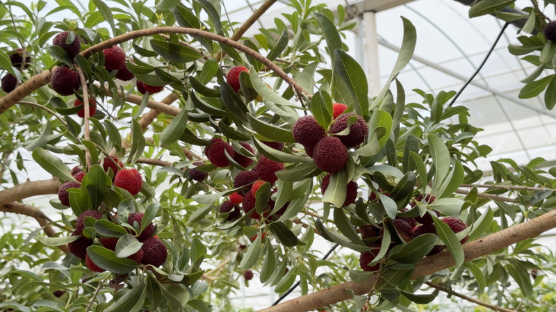 What kind of fruit can you grow in the village of yang mei, the village of yang mei, in phoenix