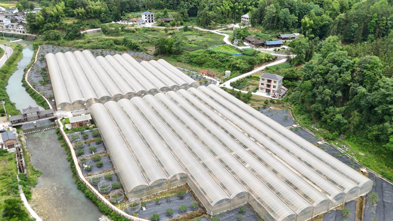 What kind of fruit can you grow in a shed in phoenix? The village of yang mei in hubei