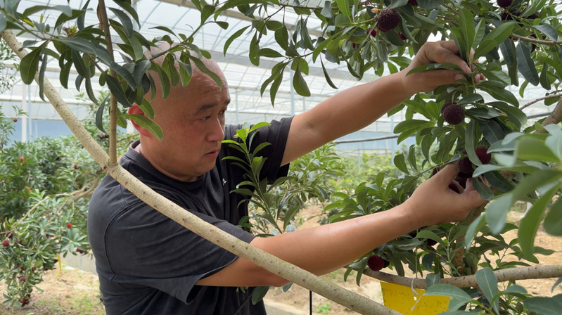 What kind of fruit can you grow in a big shed