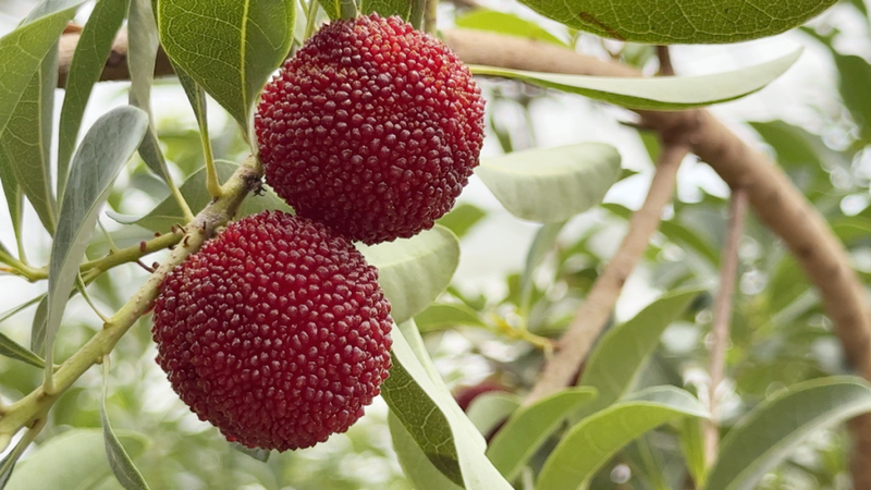 What kind of fruit can you grow in the shed