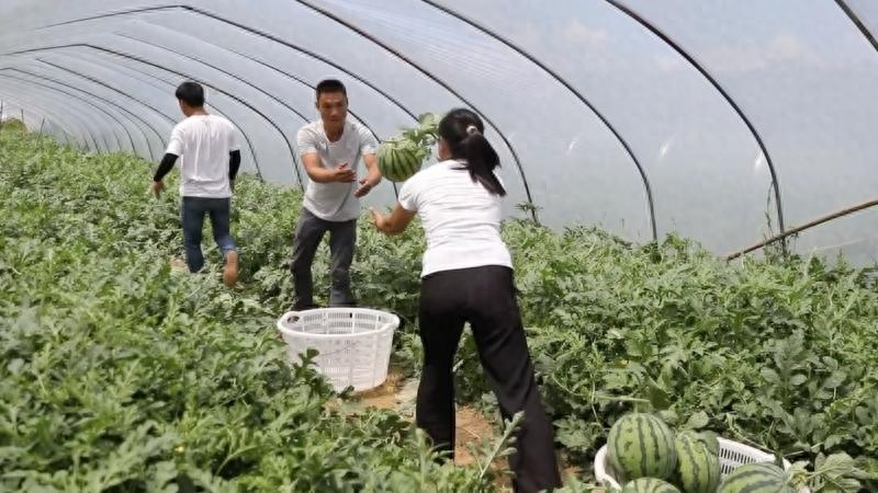 Watermelon pickers in zaysan district, jiangxi city