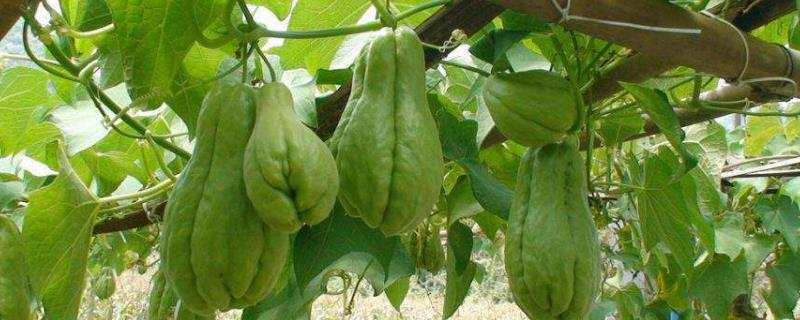 The method of growing the saplings of the buddha's hand, and the growth of the penis needs to be built. Set