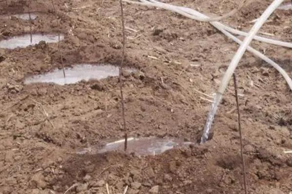 The method of growing the saplings of the buddha's hand, and the growth of the penis needs to be built. Set