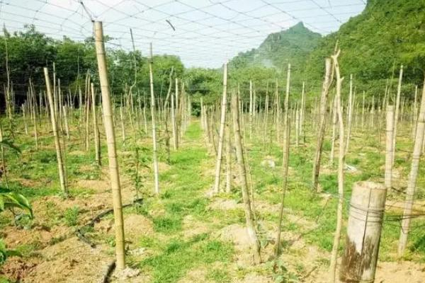 The method of growing the saplings of the buddha's hand, and the growth of the penis needs to be built. Set