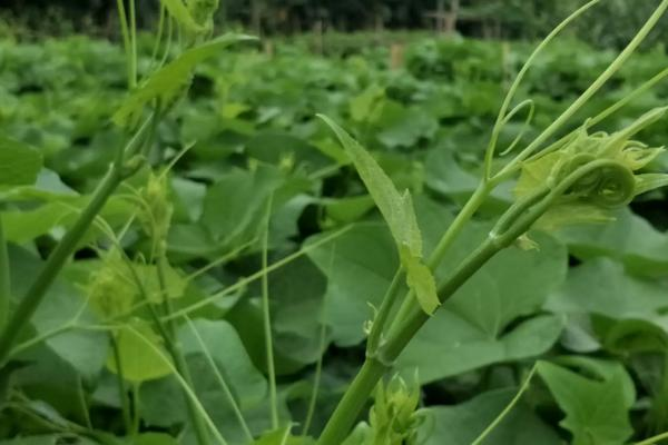 The method of growing the saplings of the buddha's hand, and the growth of the penis needs to be built. Set