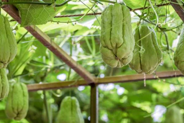 The method of growing the saplings of the buddha's hand, and the growth of the penis needs to be built. Set