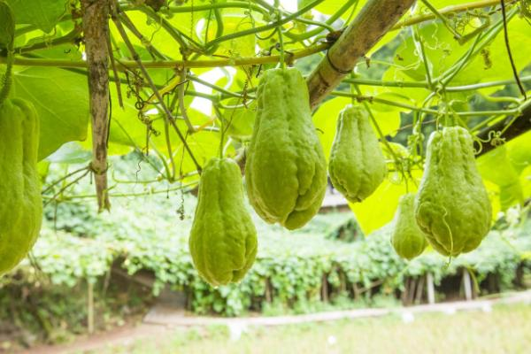 The method of growing the saplings of the buddha's hand, and the growth of the penis needs to be built. Set
