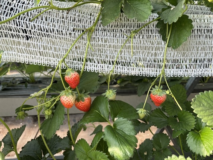 Smart greenhouse strawberry cultivation   strawberry picker garden management   what fruit can be grown in a shed