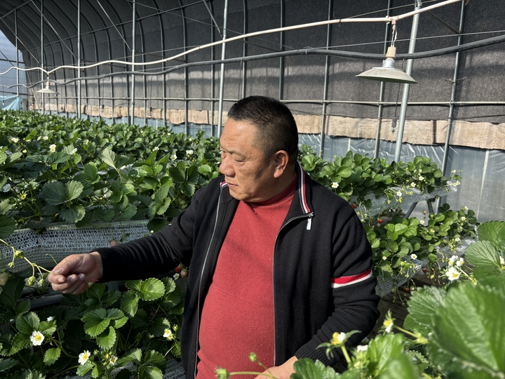 Strawberry garden management   intelligent greenhouse strawberry plantation   what kind of fruit can be grown in a shed